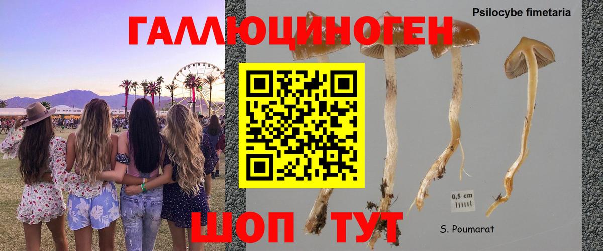 наркотики  Вход с VPN  Ахтубинск  Галлюциногенные грибы Psilocybine cubensis 